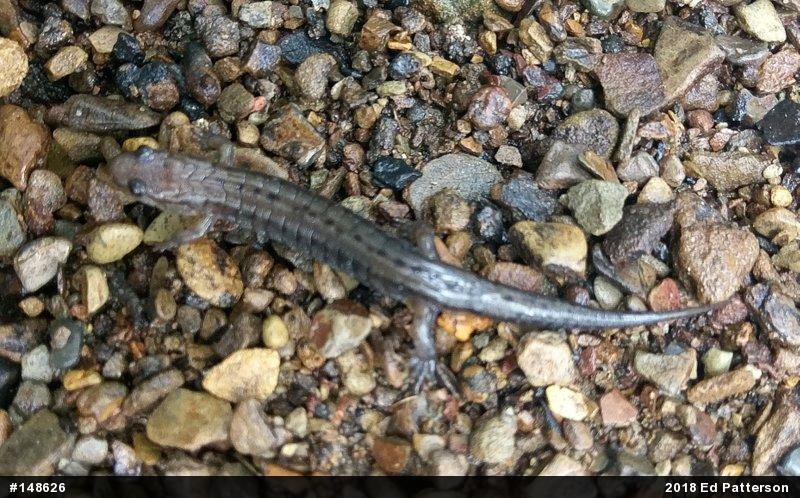 Allegheny Mountain Dusky Salamander
