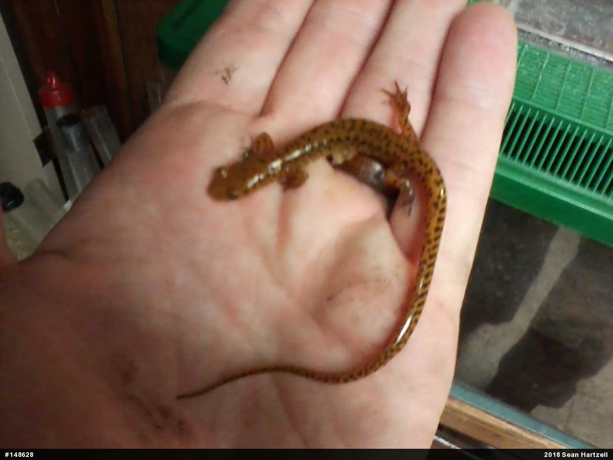 Eastern Long-tailed Salamander
