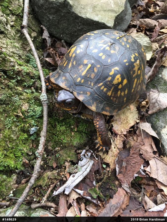 Eastern Box Turtle