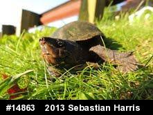 Eastern Musk Turtle