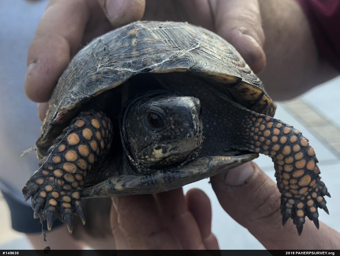 Eastern Box Turtle