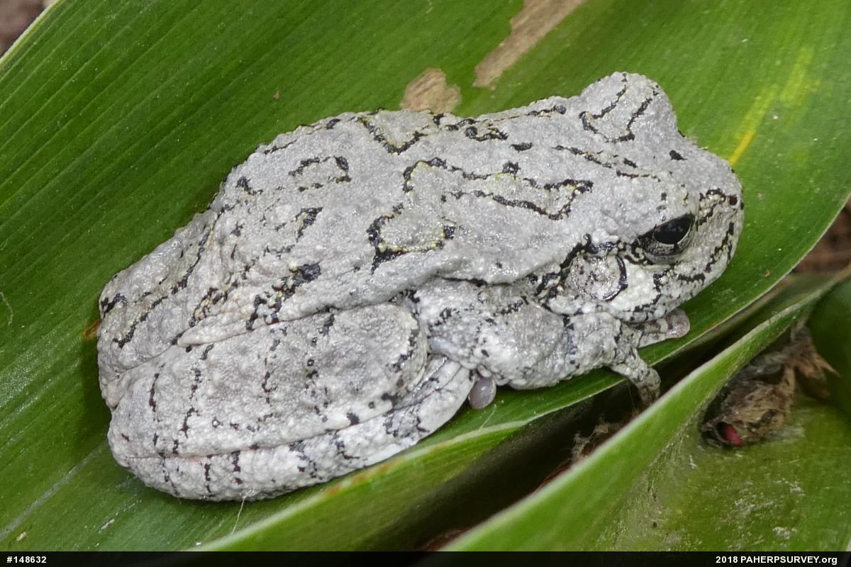 Unknown Gray Treefrog