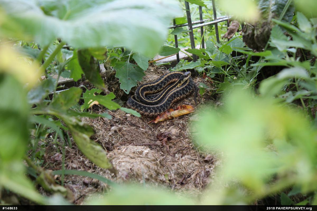 Eastern Gartersnake