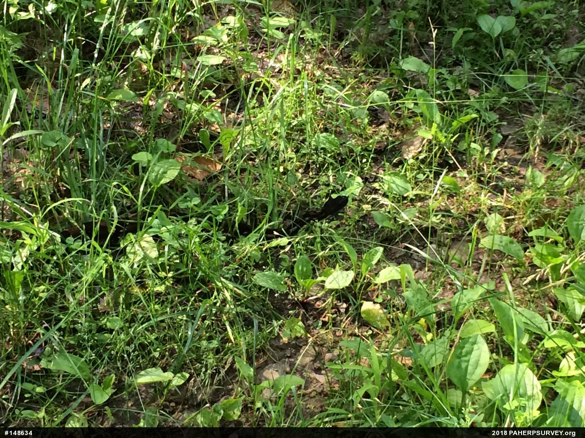 Timber Rattlesnake