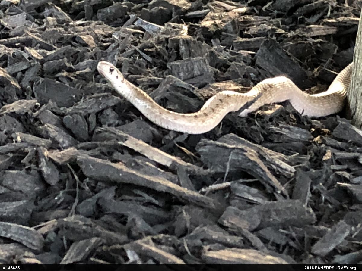 Dekay's Brownsnake