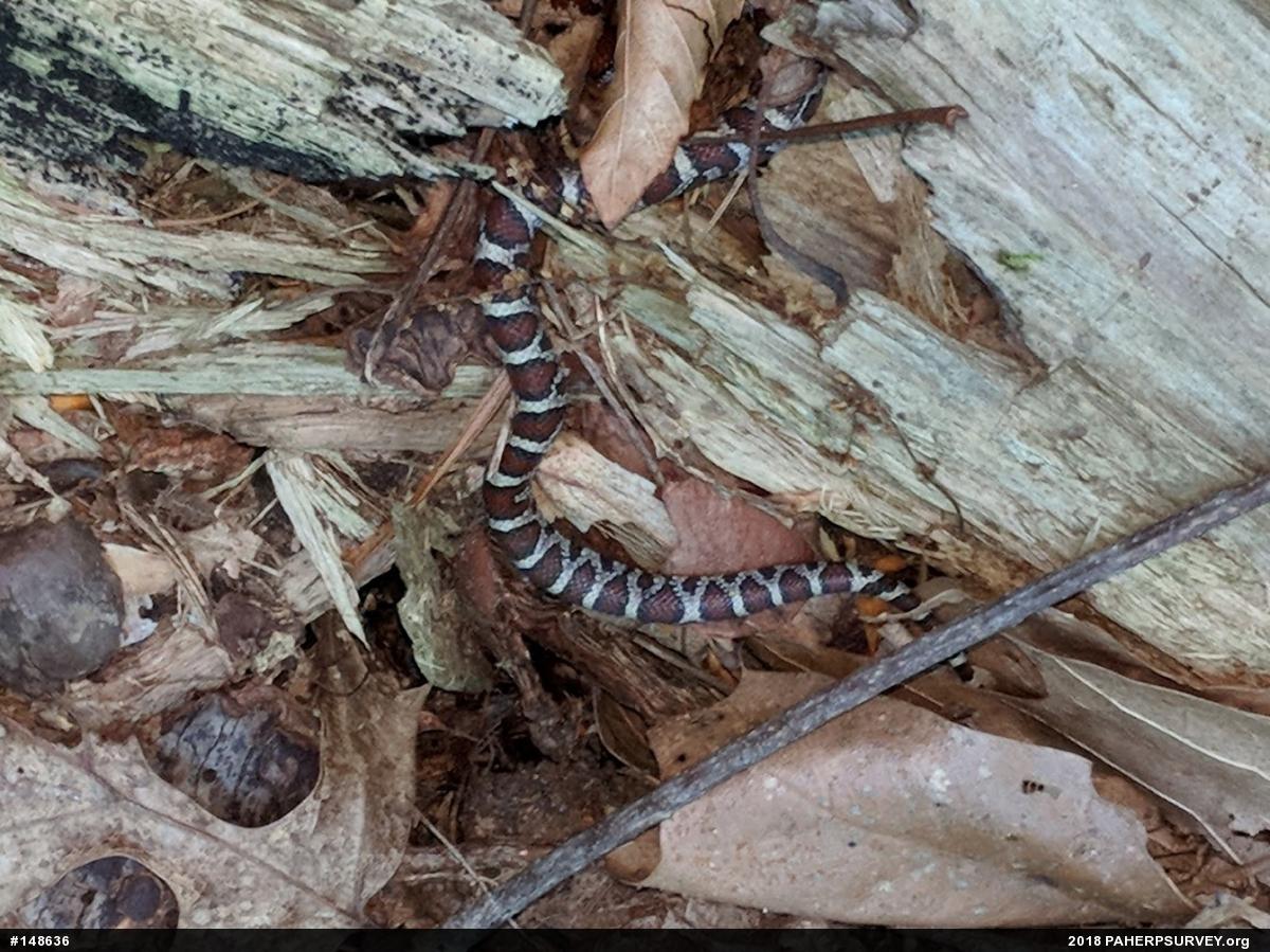Eastern Milksnake