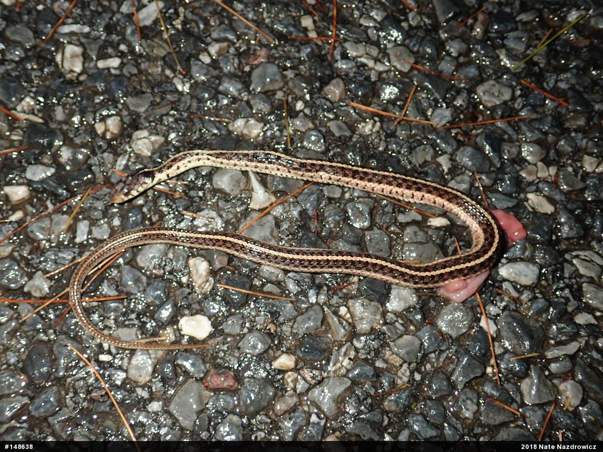 Eastern Gartersnake