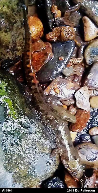 Seal Salamander