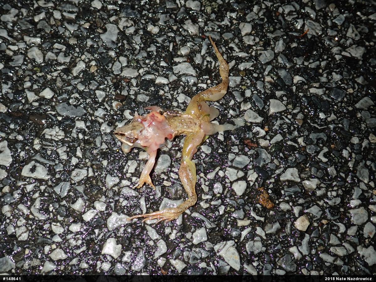 Wood Frog