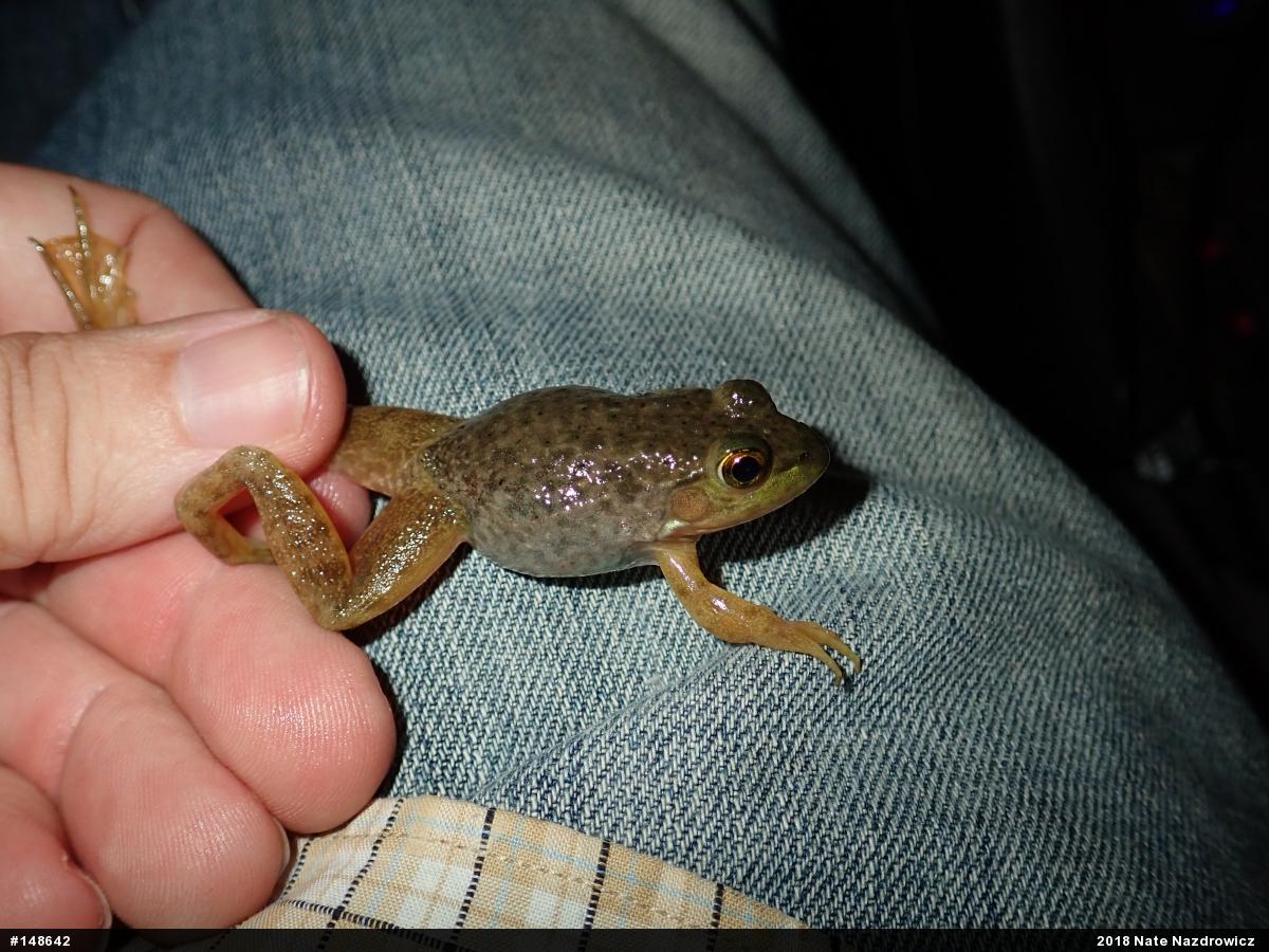 American Bullfrog
