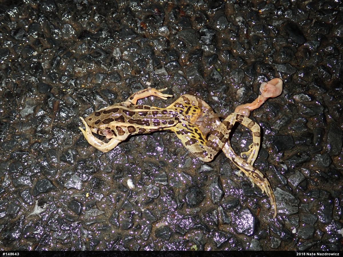 Pickerel Frog