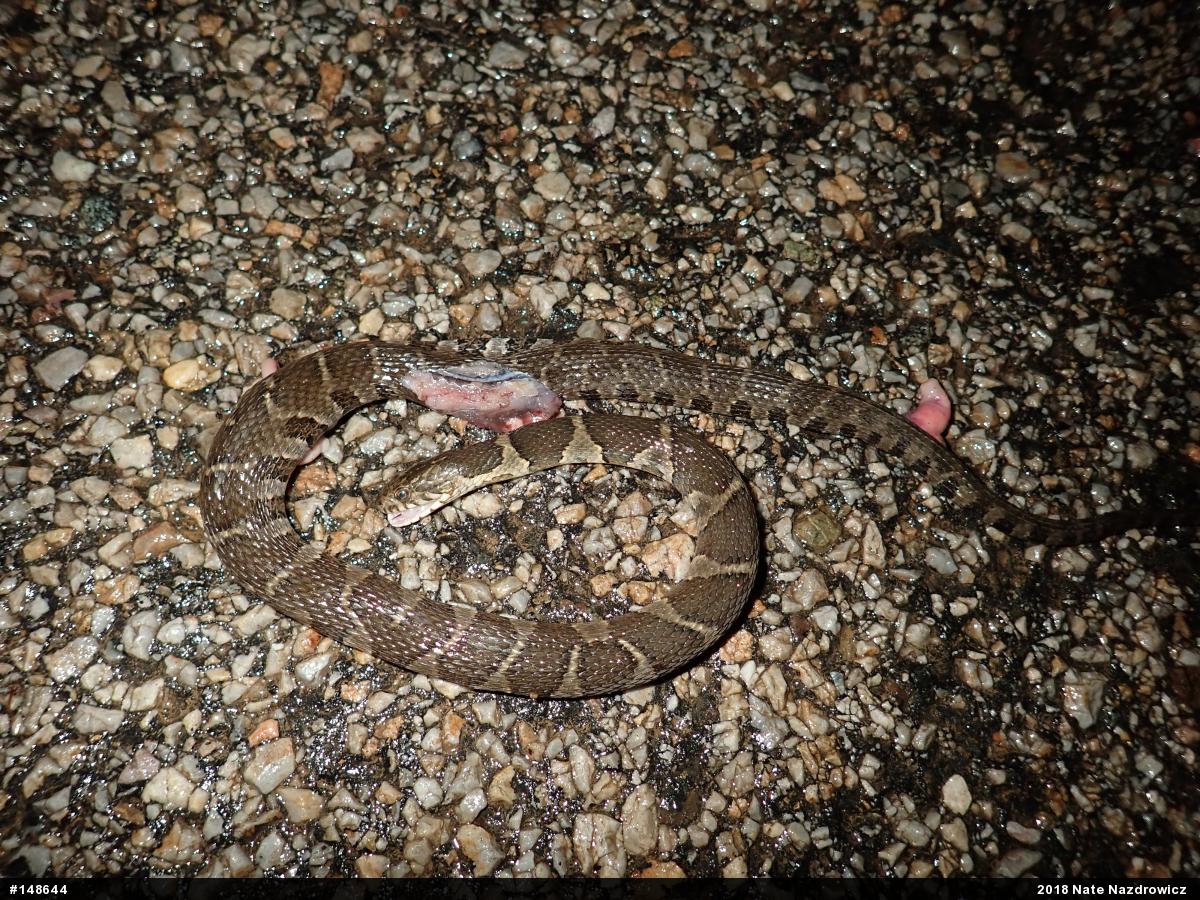 Northern Watersnake