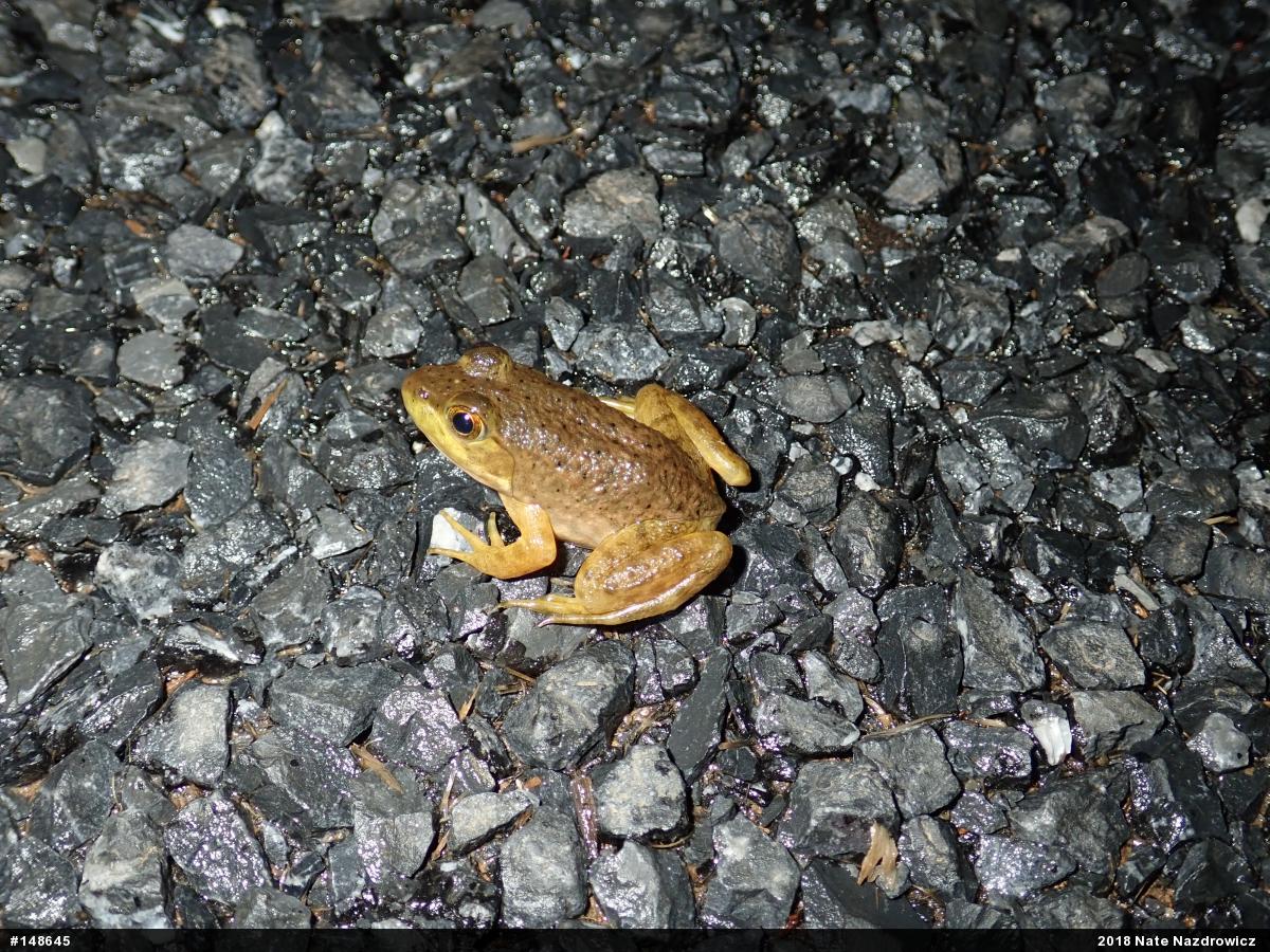 American Bullfrog