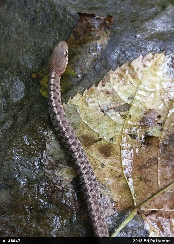 Eastern Gartersnake