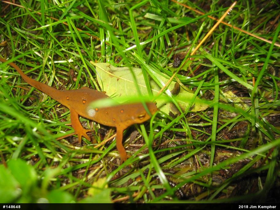 Red-spotted Newt