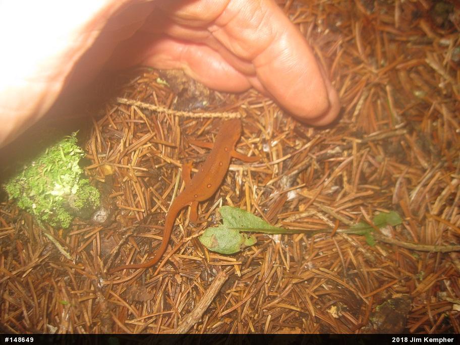Red-spotted Newt