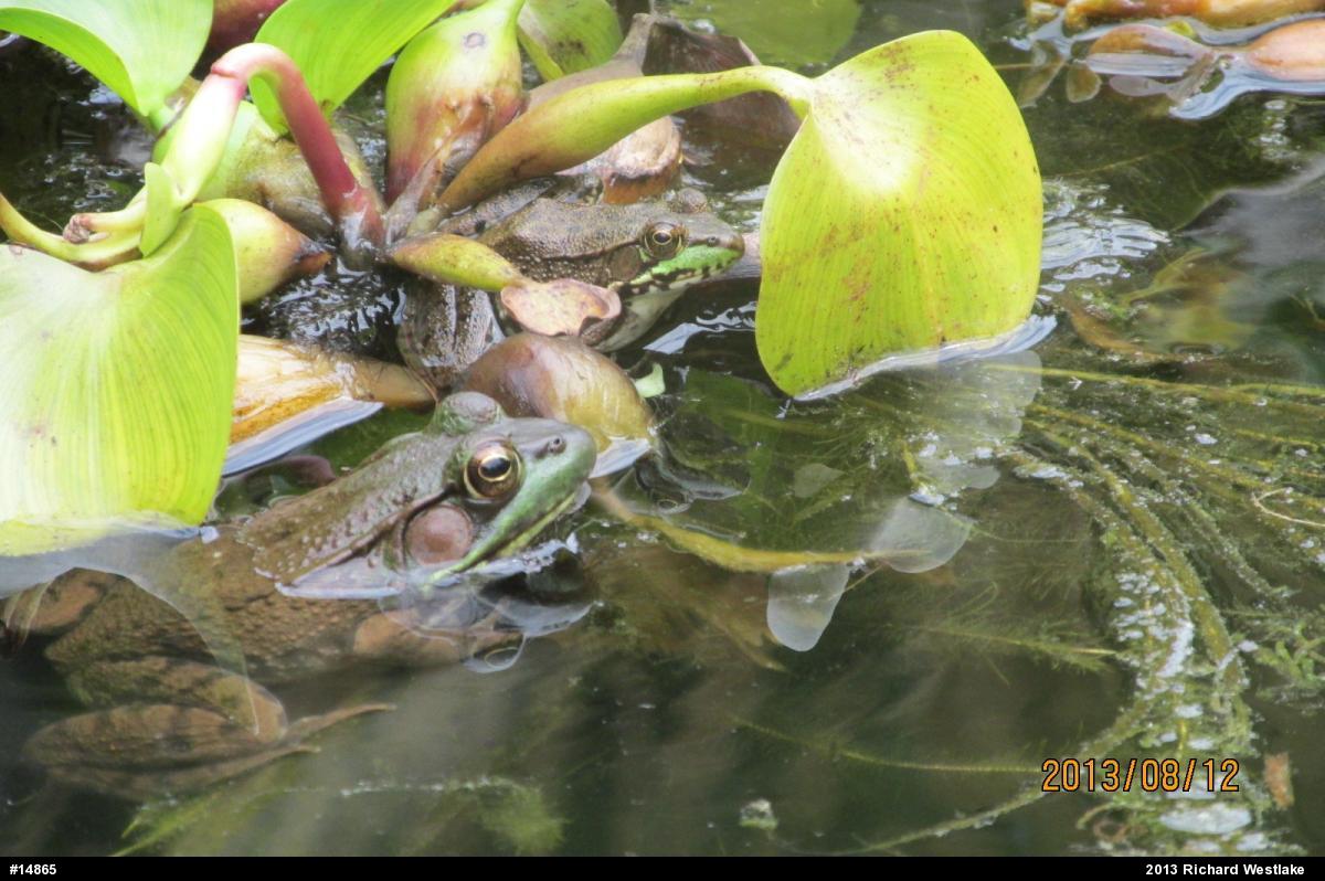 Green Frog