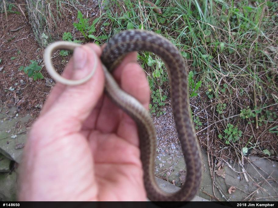 Eastern Gartersnake