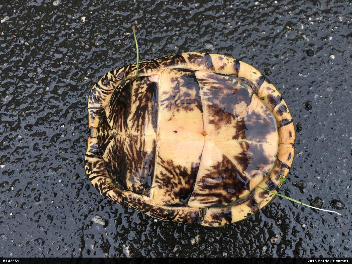 Eastern Box Turtle
