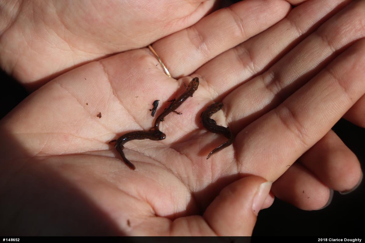 Northern Two-lined Salamander