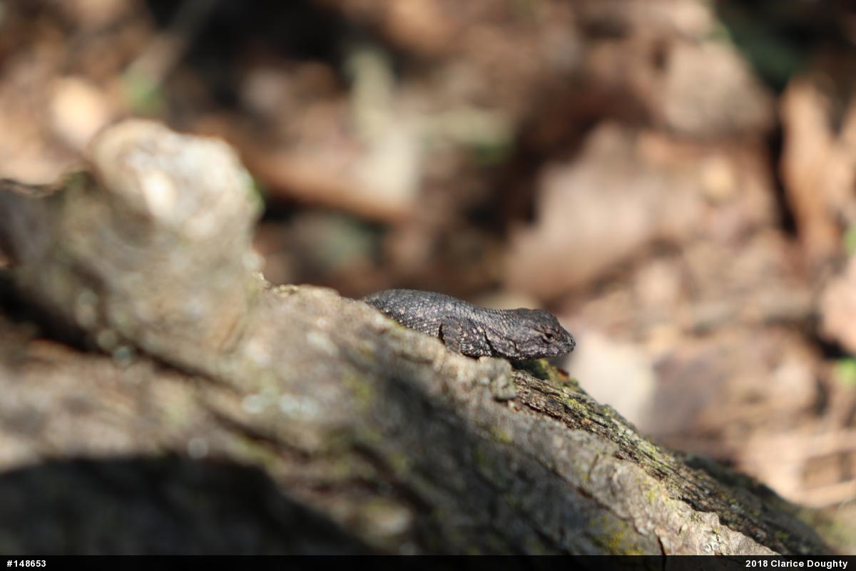 Eastern Fence Lizard