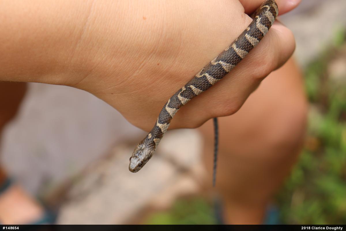Northern Watersnake
