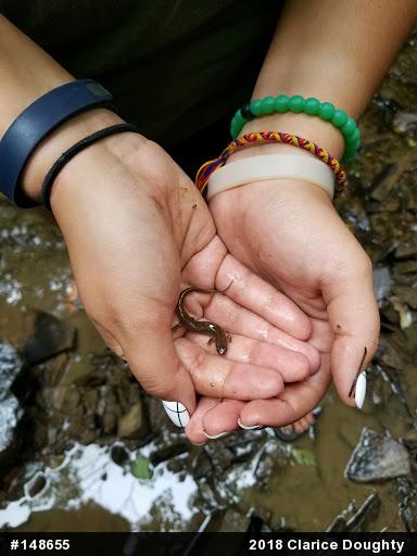 Northern Dusky Salamander