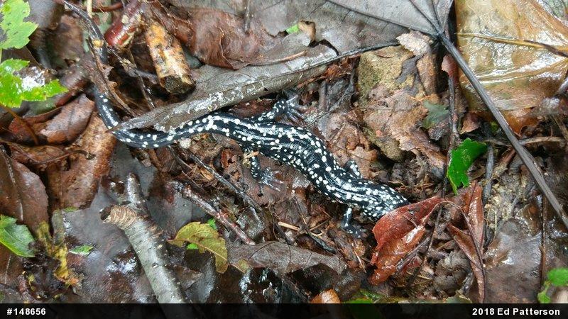 Northern Slimy Salamander