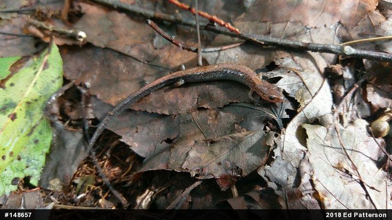 Eastern Red-backed  Salamander