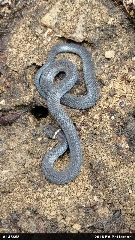 Northern Ring-necked Snake