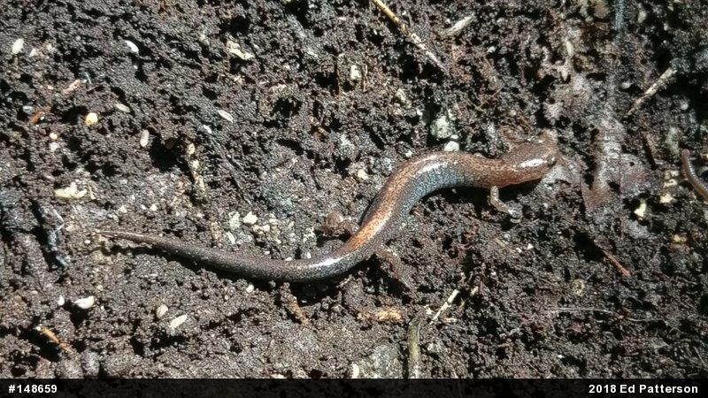 Eastern Red-backed  Salamander