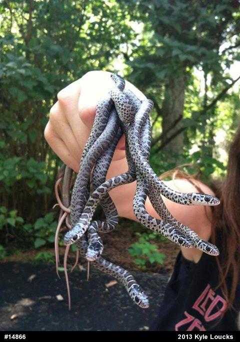 Northern Black Racer