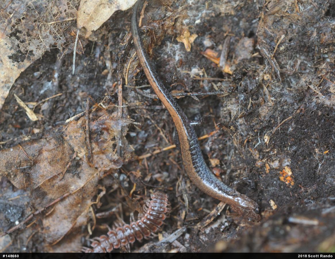 Eastern Red-backed  Salamander
