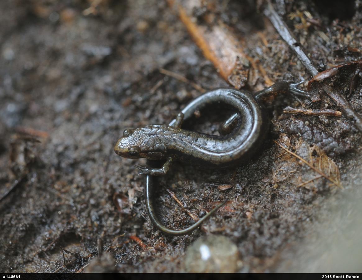 Allegheny Mountain Dusky Salamander