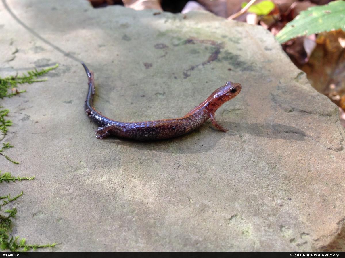 Eastern Red-backed  Salamander