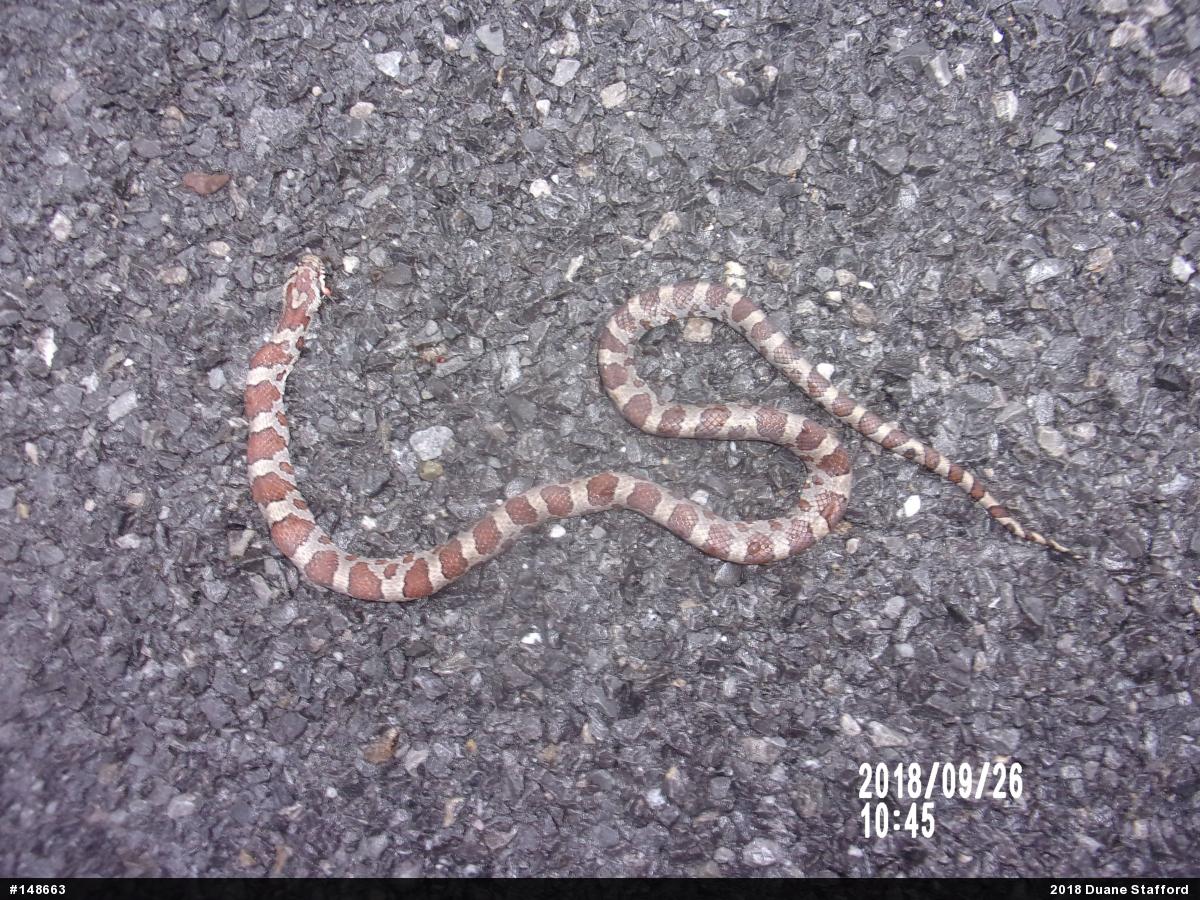 Eastern Milksnake
