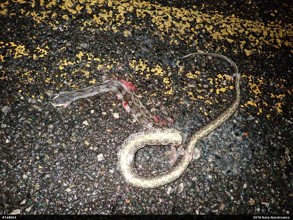 Eastern Ratsnake
