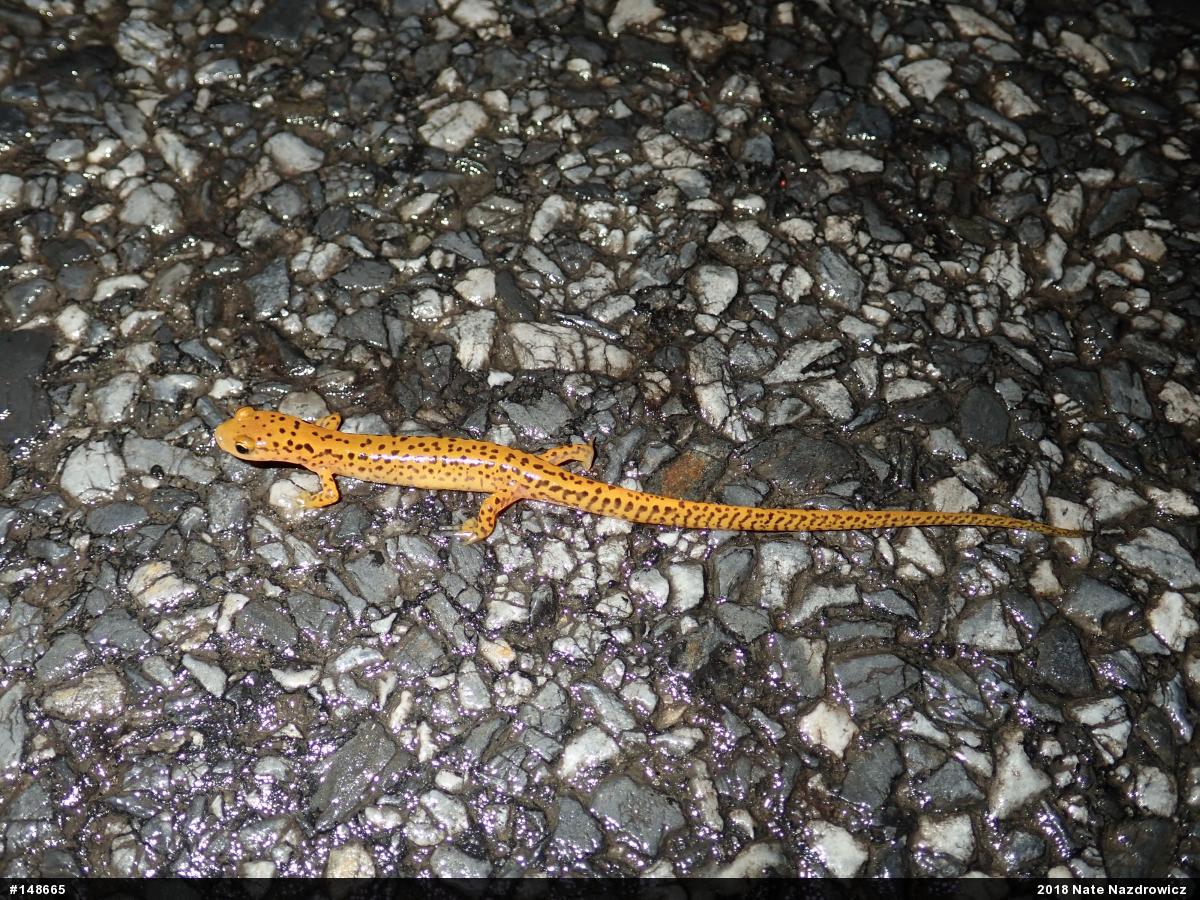 Eastern Long-tailed Salamander