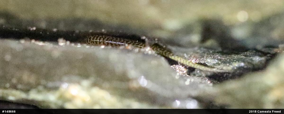 Eastern Long-tailed Salamander