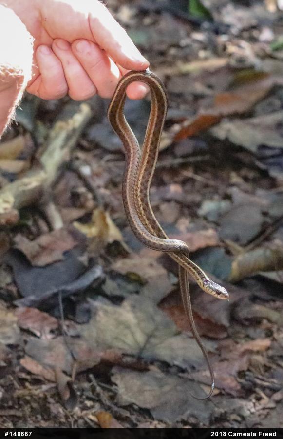 Eastern Gartersnake
