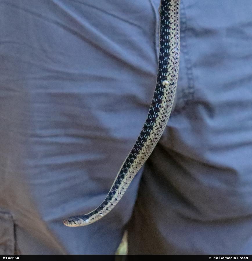 Eastern Gartersnake