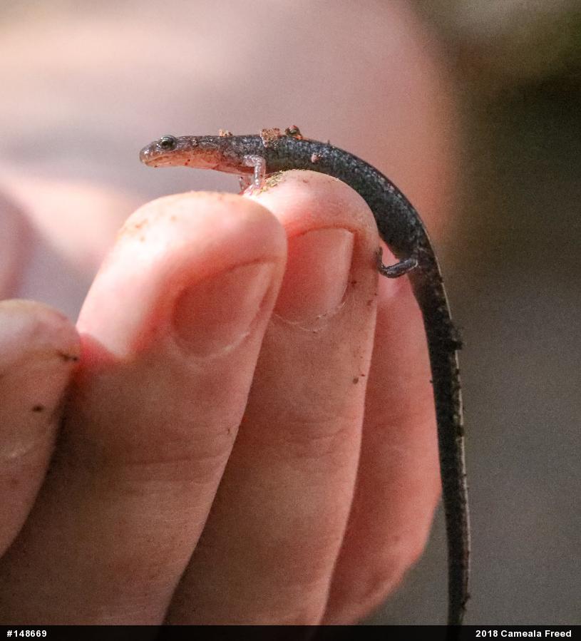 Eastern Red-backed  Salamander