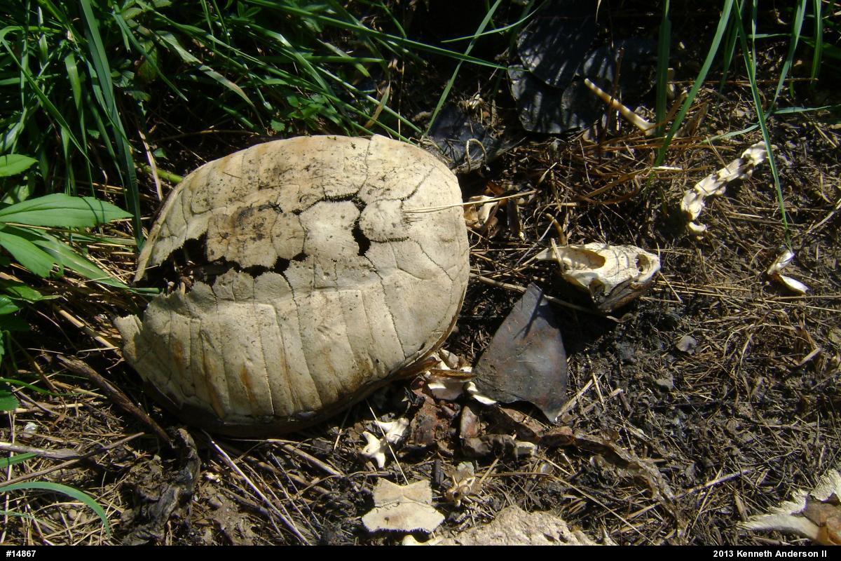 Snapping Turtle
