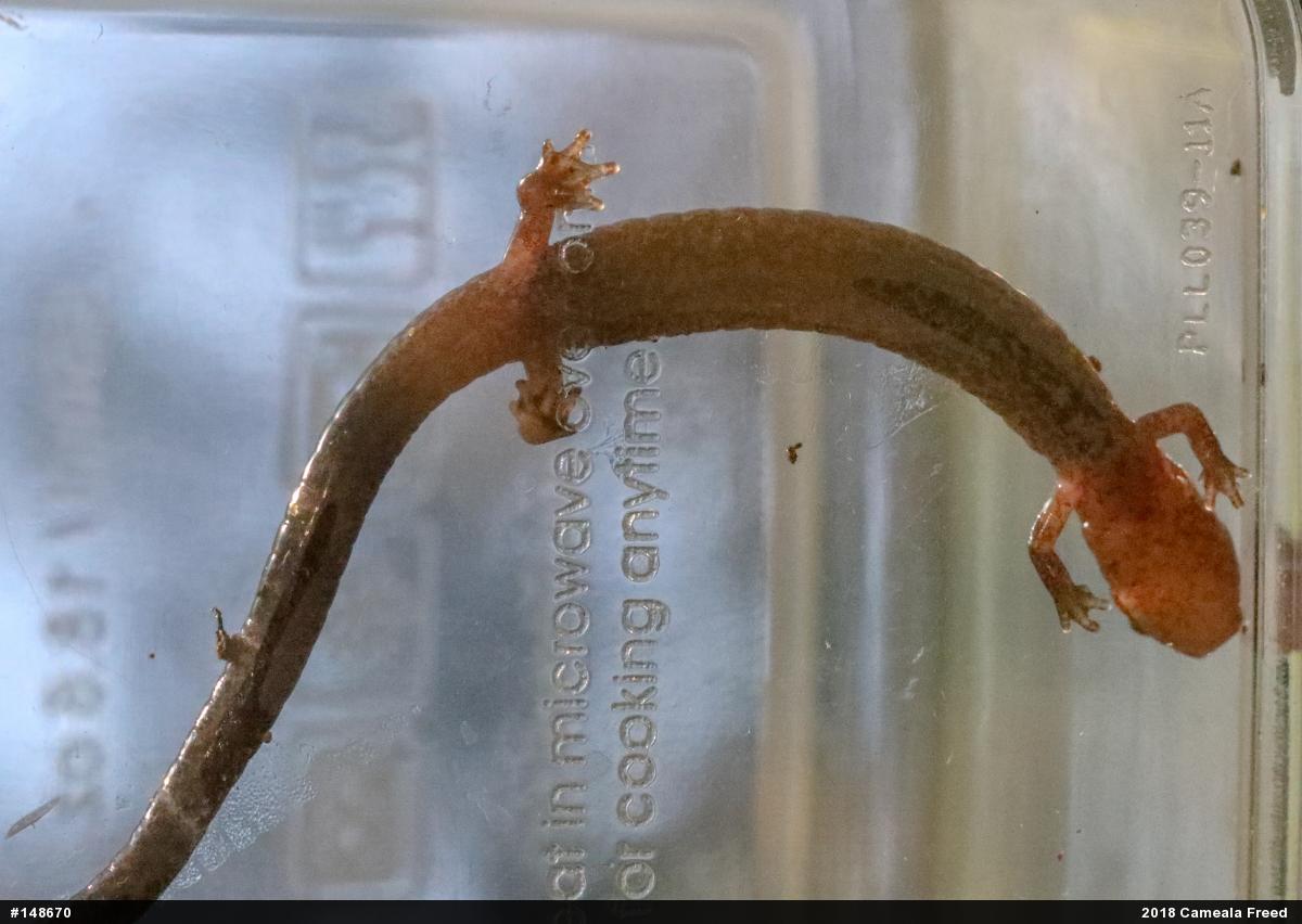 Eastern Red-backed  Salamander
