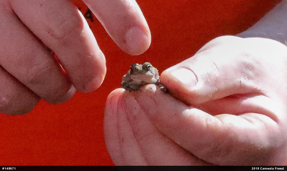 Eastern American Toad