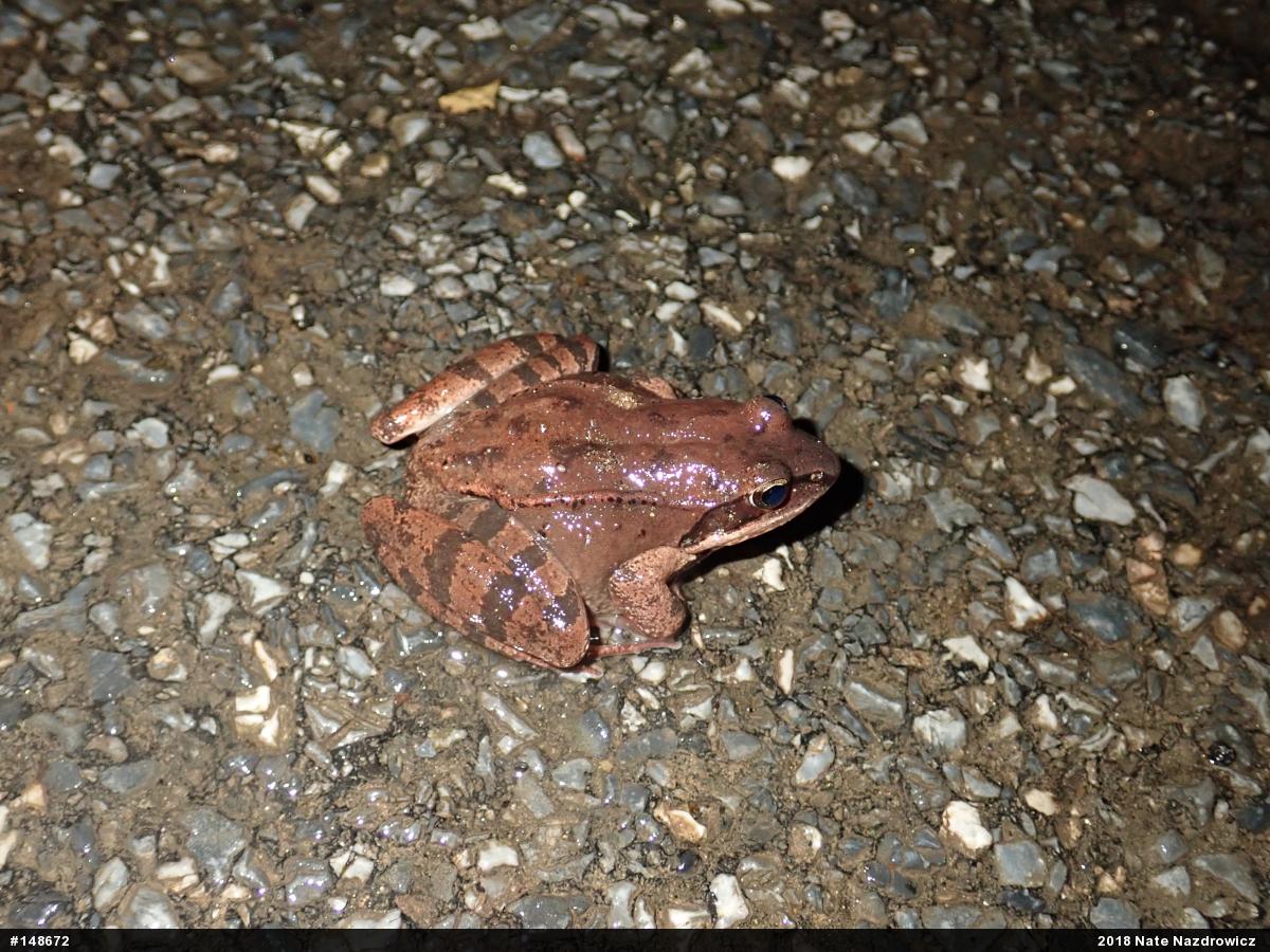 Wood Frog