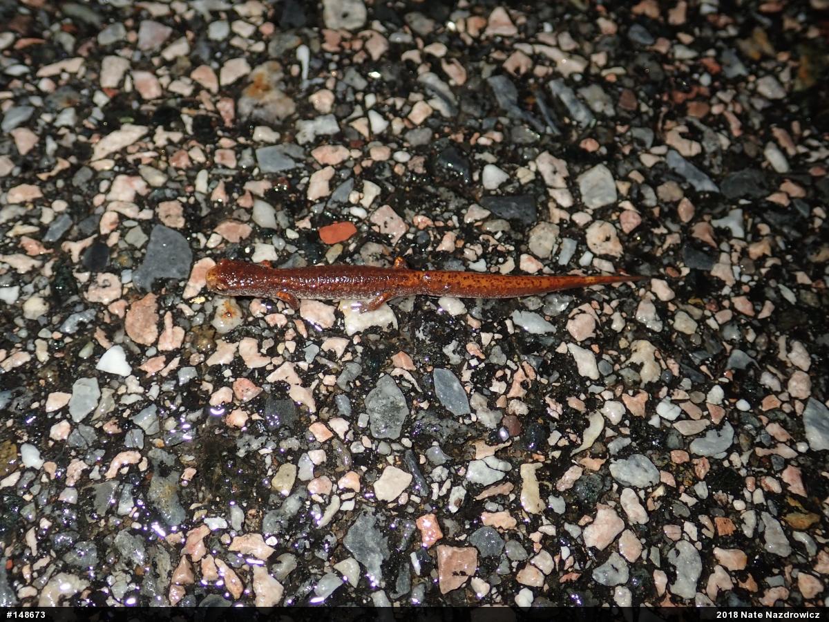 Four-toed Salamander