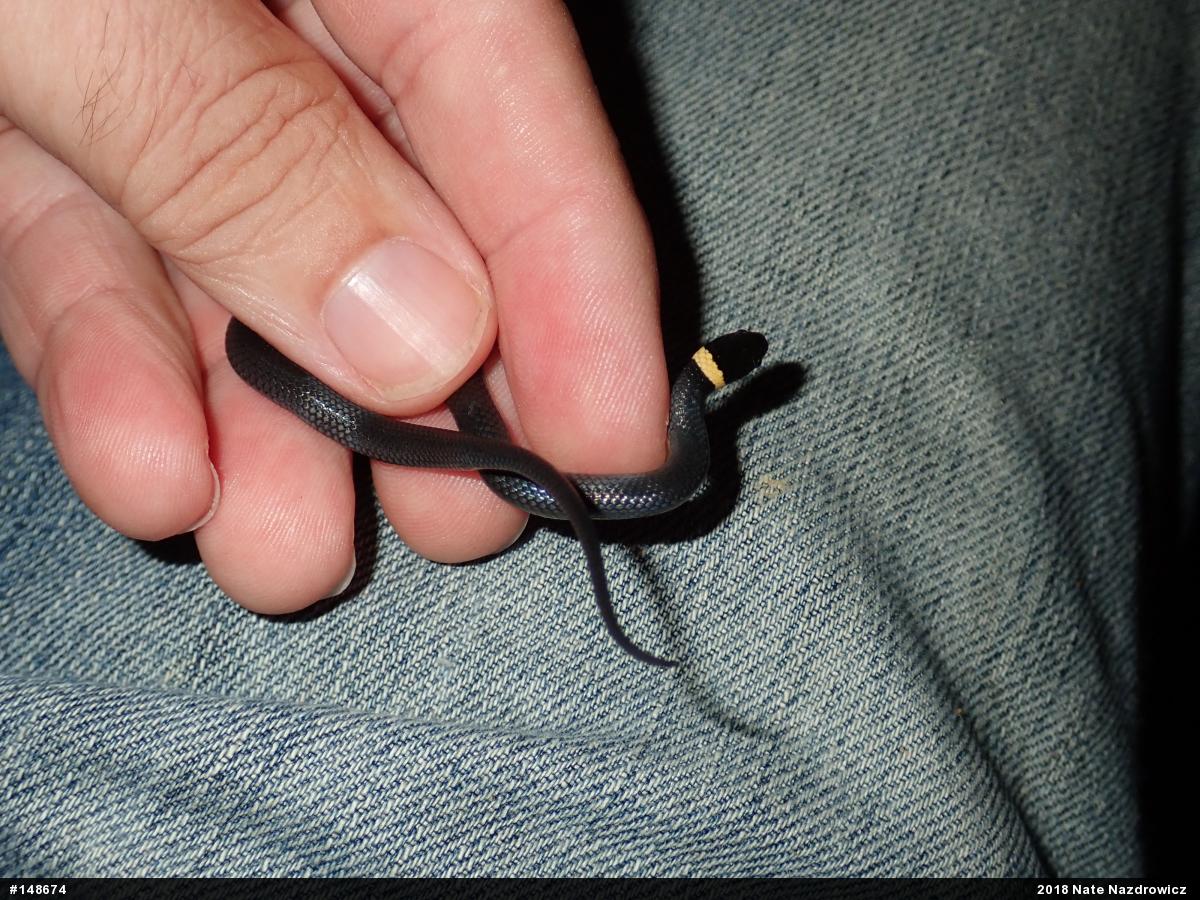 Northern Ring-necked Snake