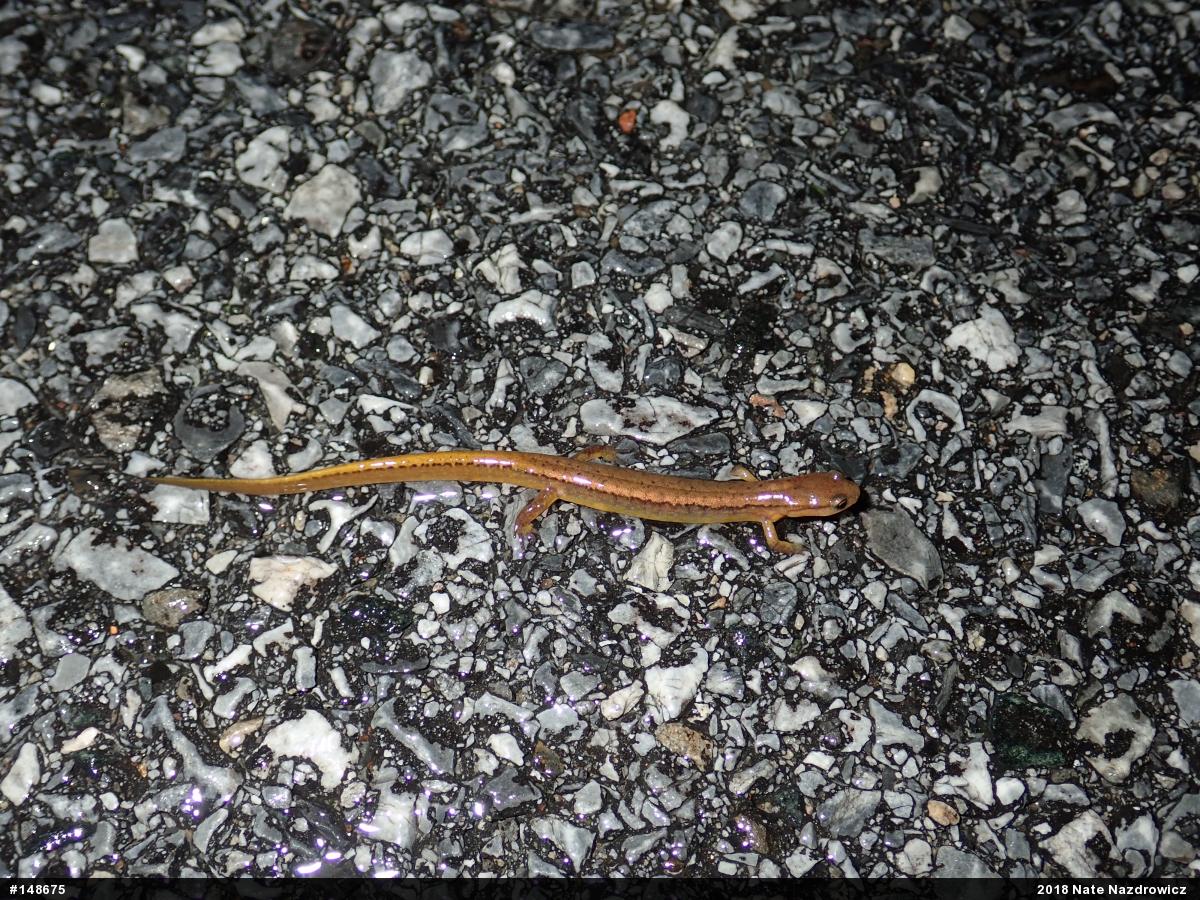 Northern Two-lined Salamander