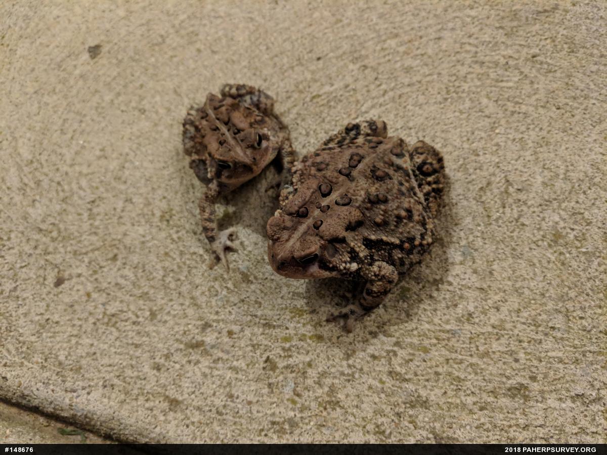 Eastern American Toad